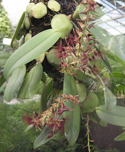 Bulbophyllum barbigerum